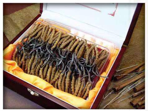 龙马潭冬虫夏草回收